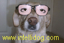 visit intellidog